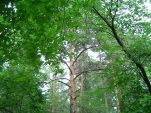 Цены на удаление деревьев, защиту и опрыскивание